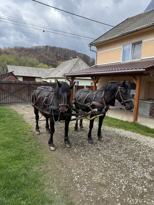 Iepe de vanzare semigreu