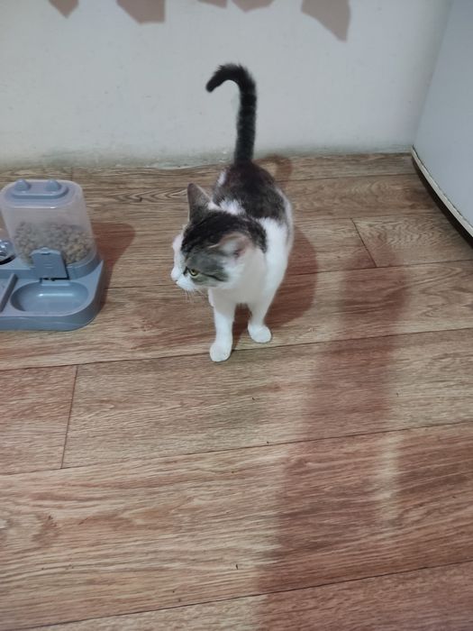 Мысық бар тегін берем