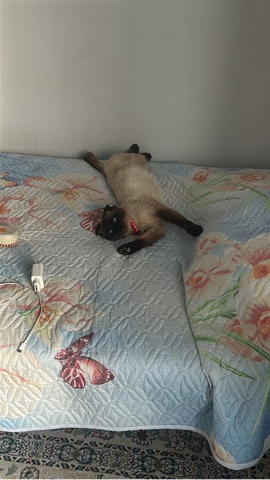 Отдам кота в добрые руки