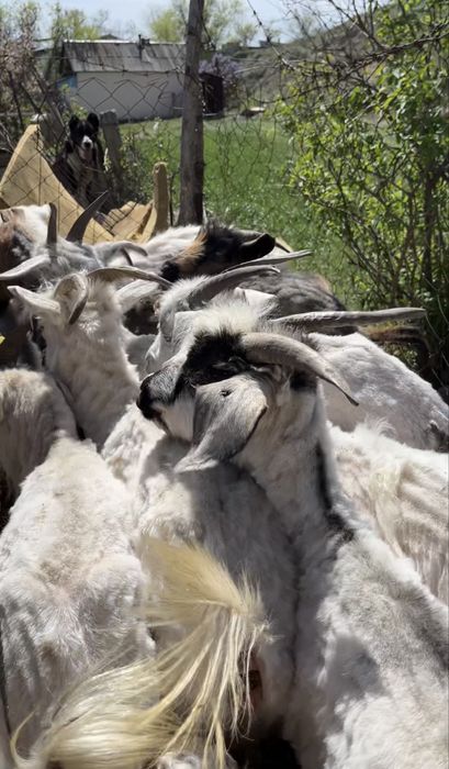 Ешкі,лақ,шібіш сатылады