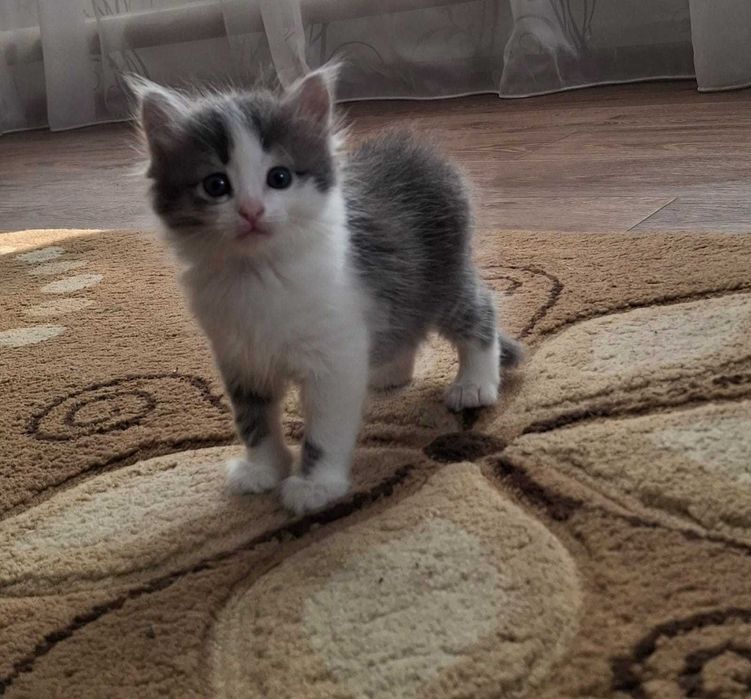 Отдам котят в добрые руки