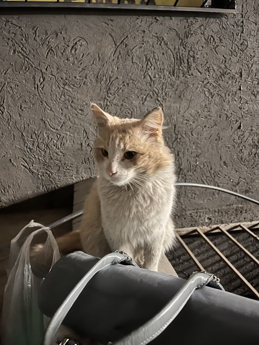 Очень ласковый котик в добрые руки