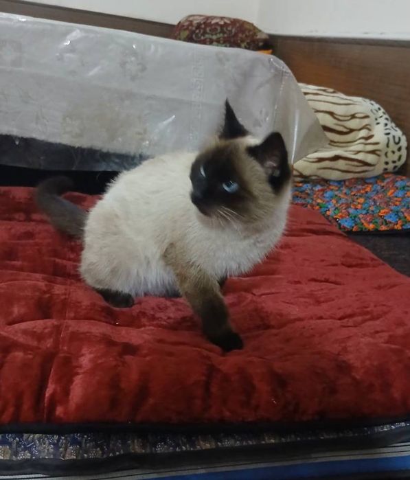 Mushuk sotiladi. Tailand mushugi