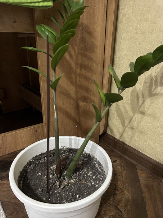 Замиакулькас -долларовое дерево, цена 3000