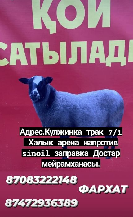 Кой Бараны токтушки продаётся 38000тысч Г.Алматы Доставка бесплатно ре
