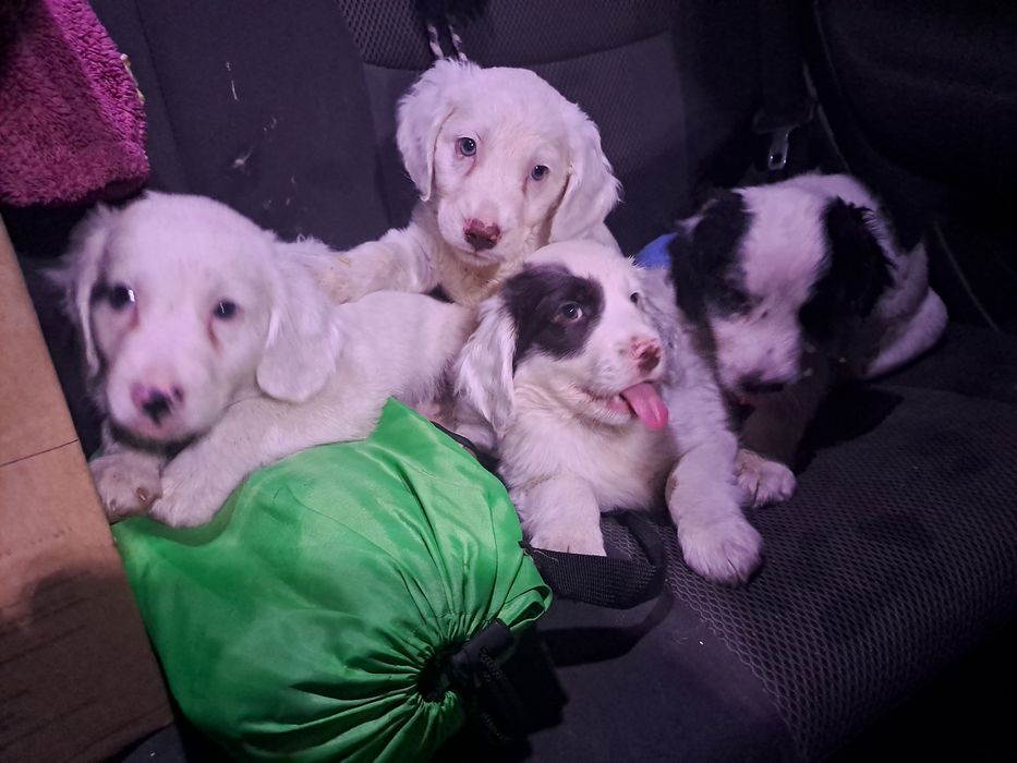 Щенки спаниеля очень красивые