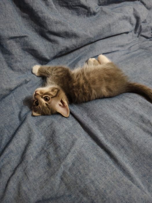 Отдам котят в хорошие добрые руки