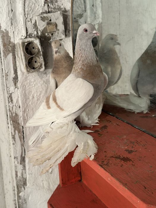 Продам Голуби разных пародь