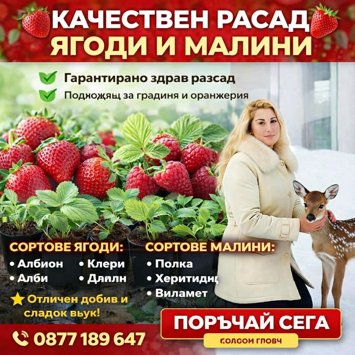 Разсад Ягоди и малини