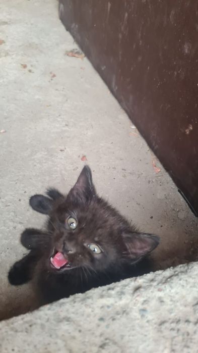 Ищем дом чудесным котятам