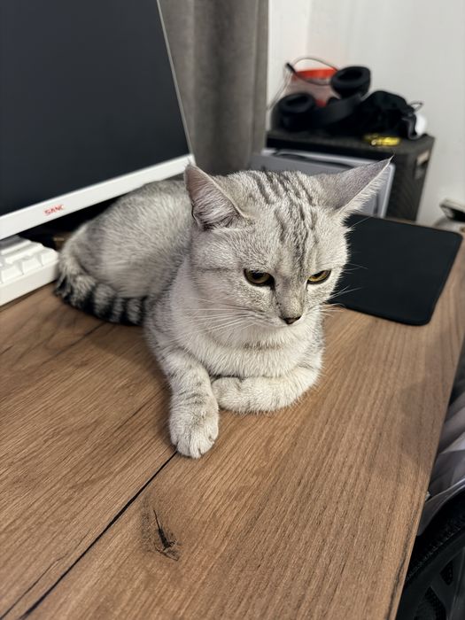 Кошка в хорошие руки