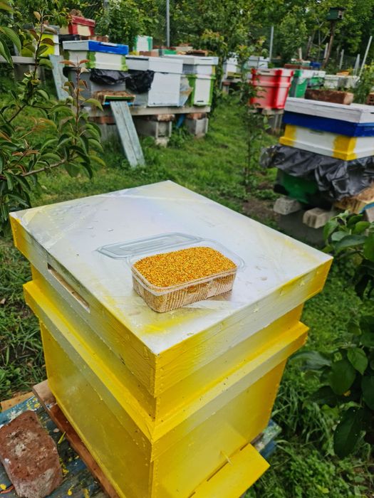 Vand familii de albine cluj napoca