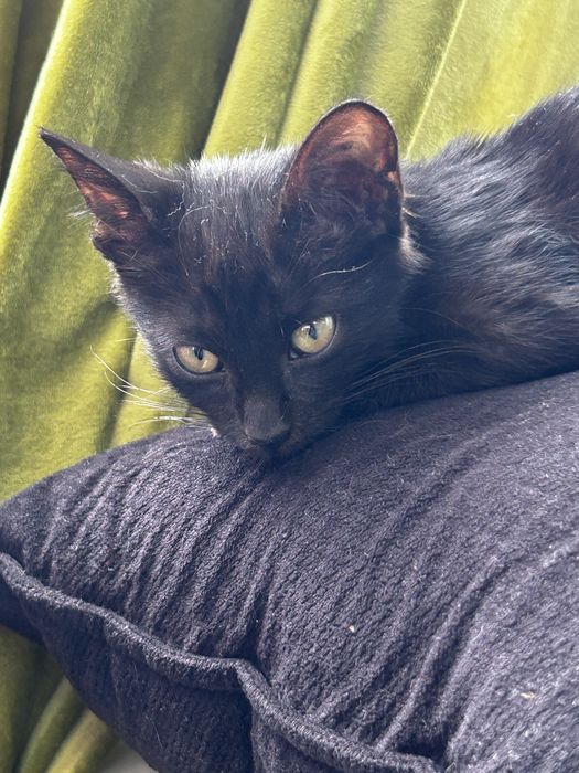 Котенок в добрые руки