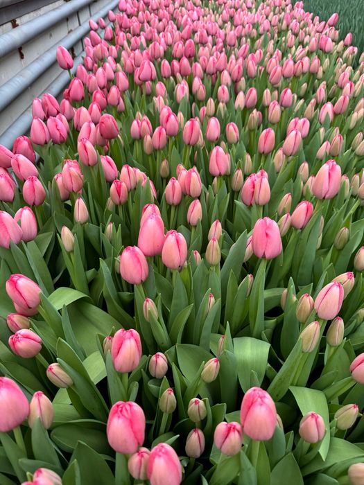 Тюльпаны в розницу! 40 сортов! Алматы.