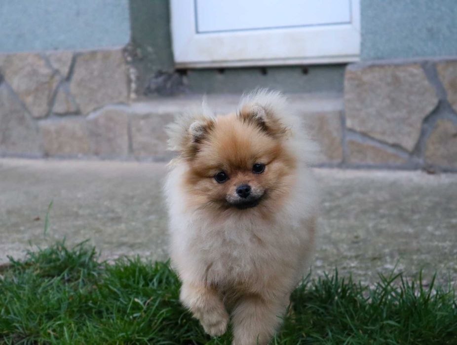 Миниатюрно момиченце померан с родословие FCI