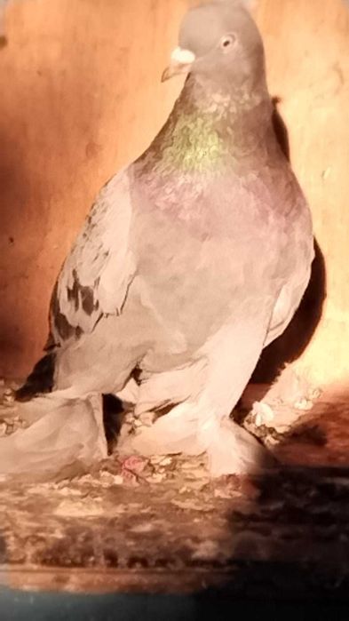 Продам голубей пароды Такла.