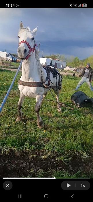 Vând iapă lipițian
