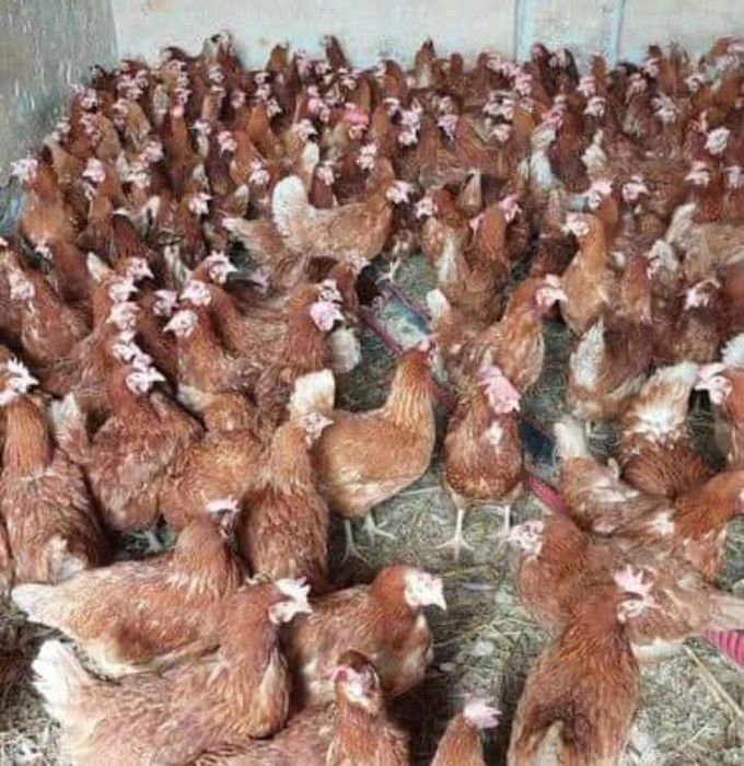 Gaini roșii putoare rasa issa brown