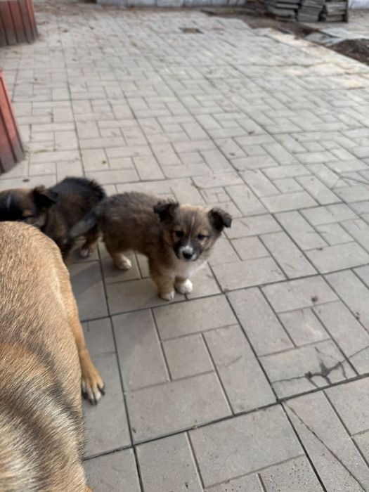 Отдам щенков в добрые руки