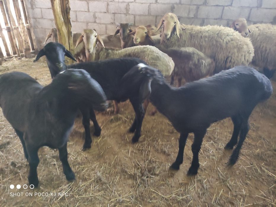 Продам баран есть самки и самцы