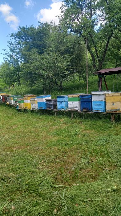 Vind famili de albine si roiuri de anul asta