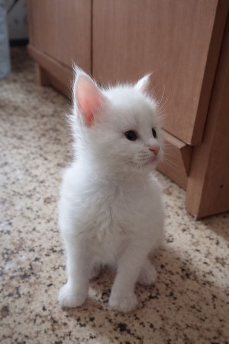 Котята породы Мейн Кун