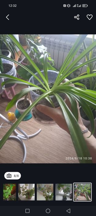 Цветы домашнии цена 2500тенге