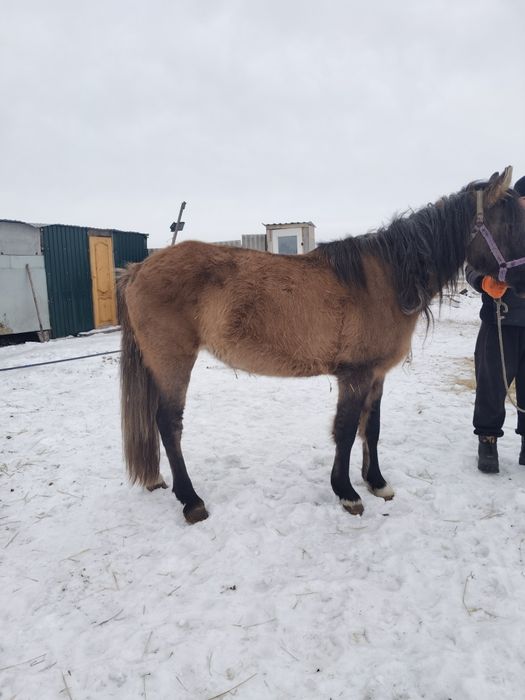 Кобыла 4 года, жеребая