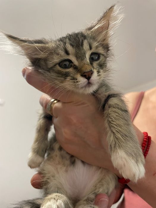 Котята бесплатно!