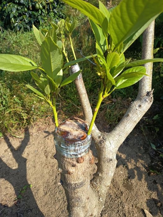 Богбон хизмат Садовник