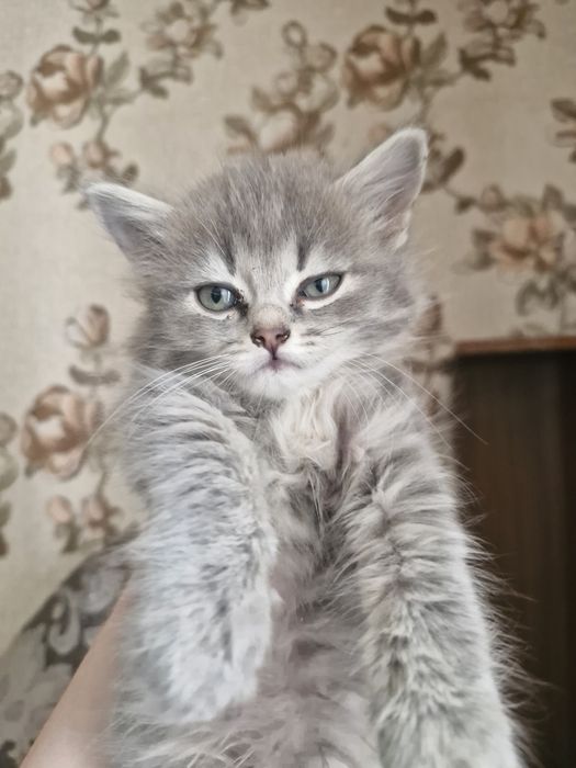 Отдаю хороших котят