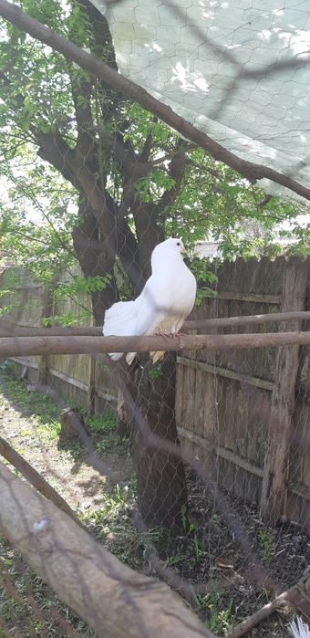 Porumbei albi pentru eveniment (curcani)