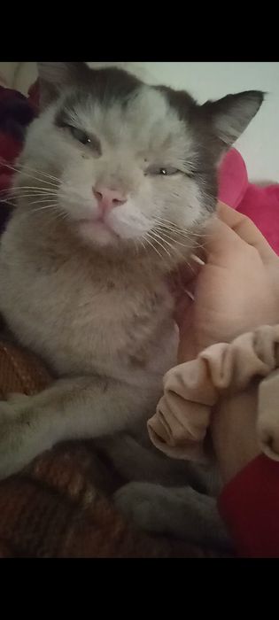 Пропал голубоглазый кот