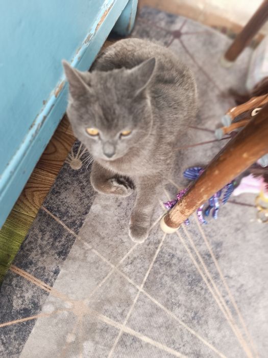 Отдам бесплатно кошек