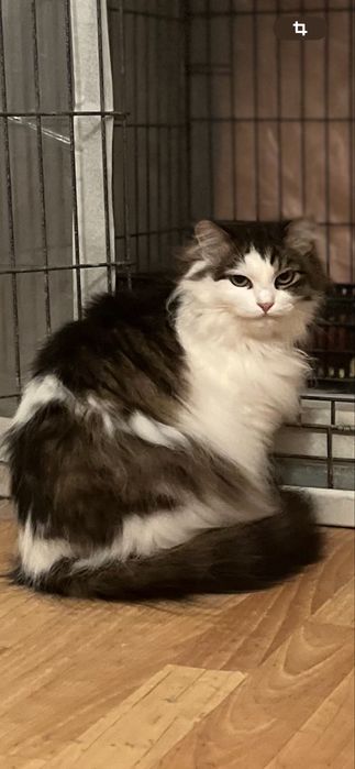 Длинношерстная кошка ищет дом