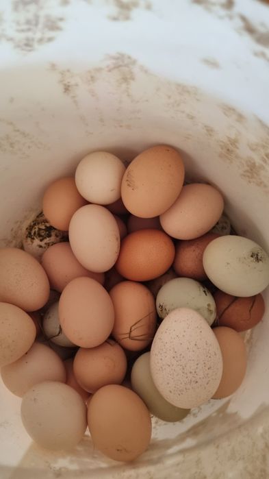 Oua de casa din propria ograda