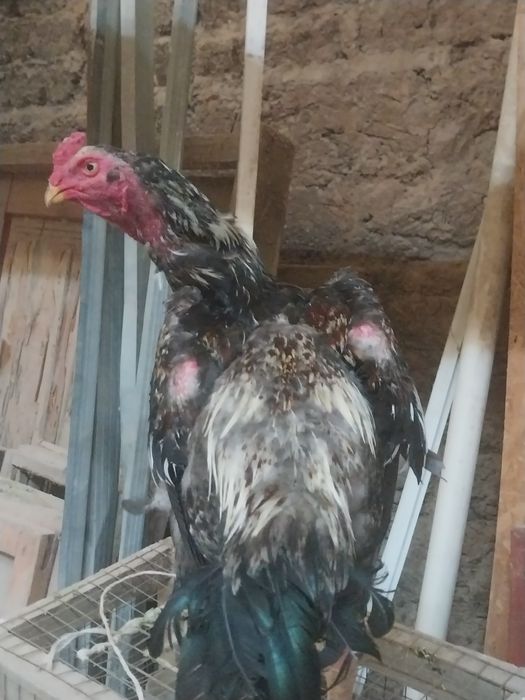 Бойцовый петух сильный