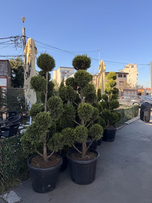 Palmieri trachycarpus,spirala,pon-pon,pin, leylandii ,plante ornamenta