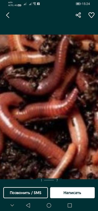 Калифорниялық-Шылаушын