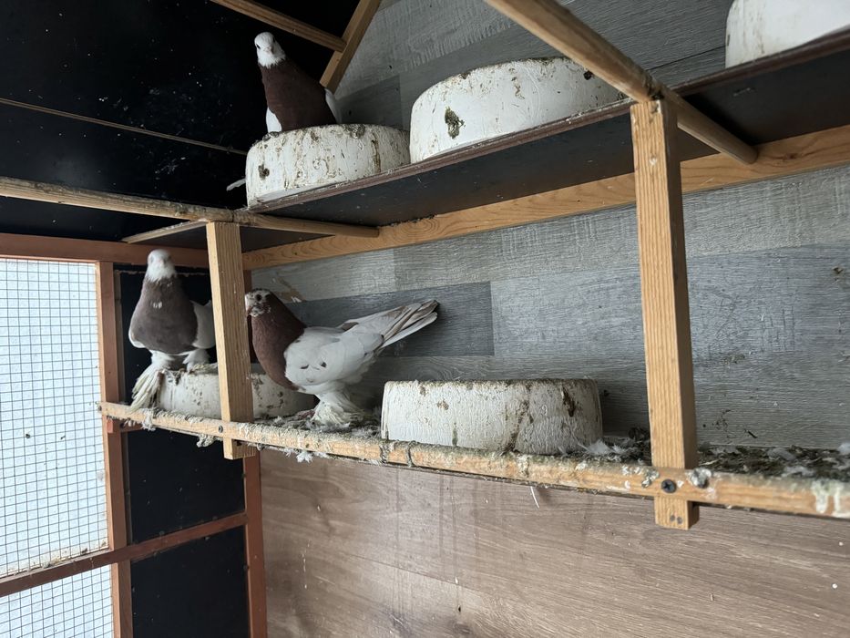 Qafas va kabutarlar sotiladi soglom qushlar ini juda sifatli