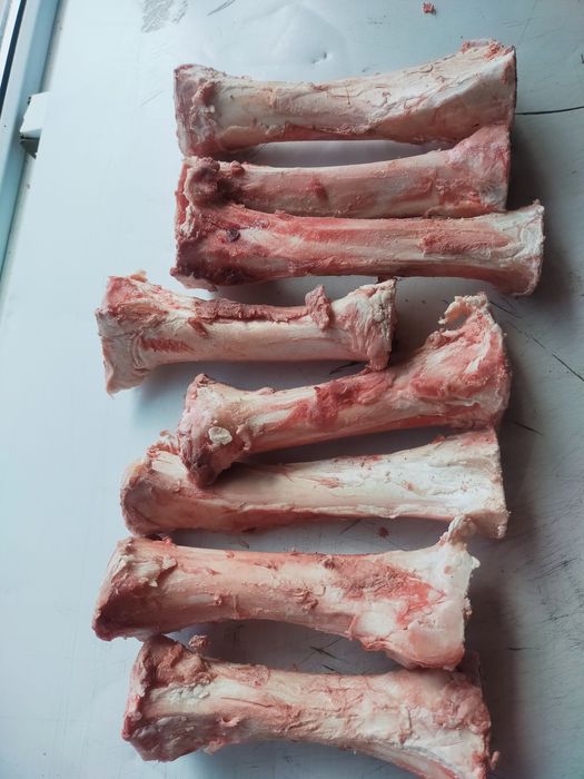 Жілік сүйек/Сахарная кость