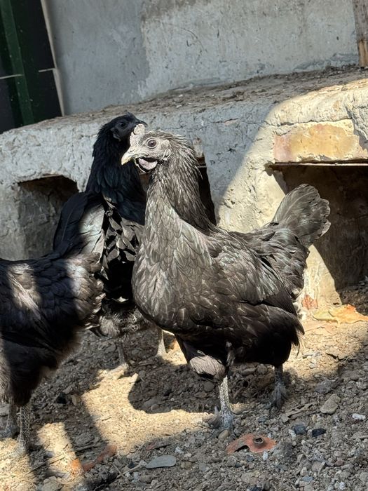 Продаю инкубационные яйца Аям Цемани