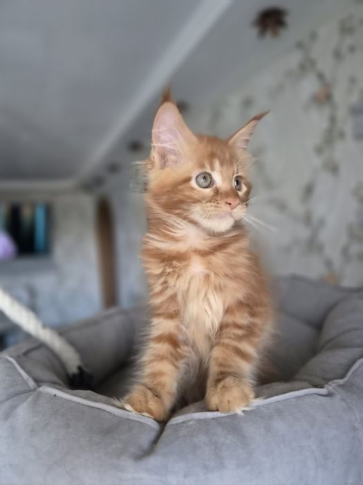 Котёнок мейн-кун