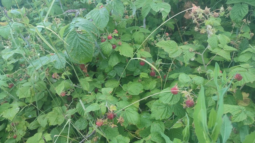 Сдам дачу на сезон бухтарма