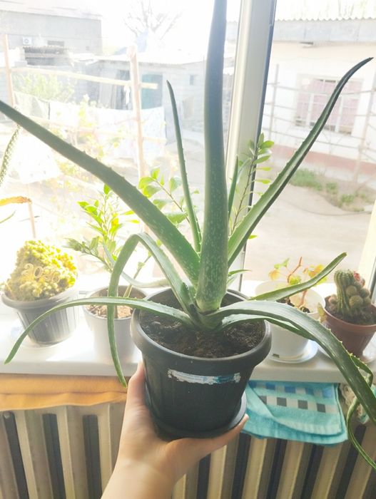 Комнатные цветы/ бөлме гүлдері