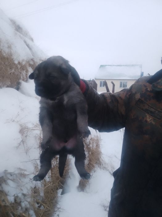 Продам щенков ВЕО