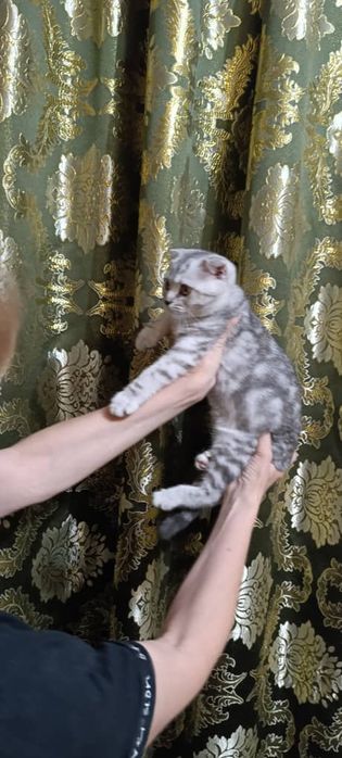 Котята породистые