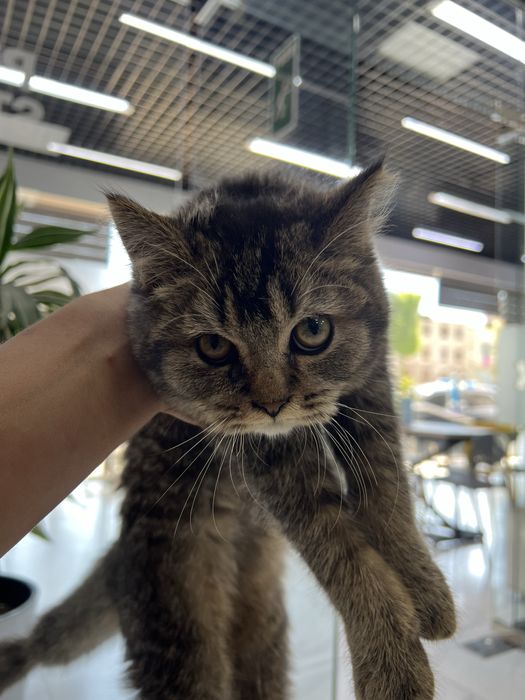 Отдам кота в хорошие руки