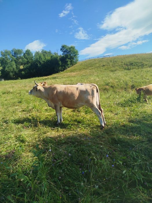 Vaca metis a doua fatare