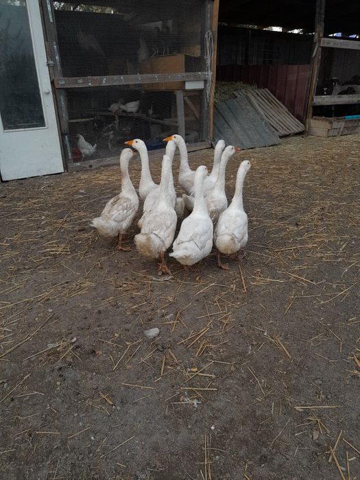 Продам хороших гусей